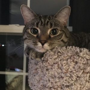 Meet your Posher, Carla